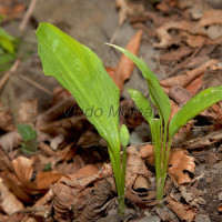 Allium ursinum - Medvedí cesnak IMG_9374