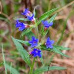 Buglossoides purpurocaerulea - Kamienkovec purpurovomodrý IMG_8521