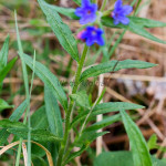 Buglossoides purpurocaerulea - Kamienkovec purpurovomodrý IMG_8523