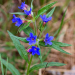 Buglossoides purpurocaerulea - Kamienkovec purpurovomodrý IMG_8524