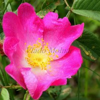 Rosa gallica L - Ruža galská  095510