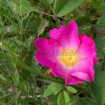 Rosa gallica L - Ruža galská  095510IMG_3866