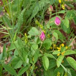 Rosa gallica L - Ruža galská  095510IMG_3867