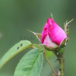 Rosa gallica L - Ruža galská  201524