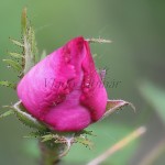 Rosa gallica L - Ruža galská  201943
