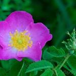 Rosa gallica L. - Ruža galská 17-37-25