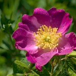 Rosa gallica L. - Ruža galská 17-40-23