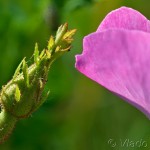 Rosa gallica L. - Ruža galská 17-41-25