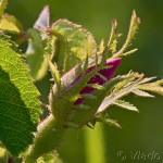 Rosa gallica L. - Ruža galská 17-42-23