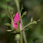 Rosa gallica L. - Ruža galská 17-59-51