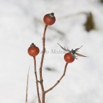 Rosa gallica L. – Ruža galská 16-43-20