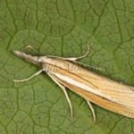 Agriphila tristella - Trávovec trávový 18-12-40