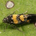 Chrysoesthia sexguttella - Psota šesťškvrnná 23-32-01.jpg