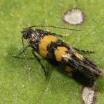 Chrysoesthia sexguttella - Psota šesťškvrnná IMG_0839.jpg