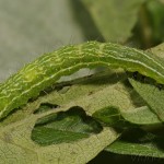 Diachrysia chryson - Mora zlatolesklá 21-29-34.jpg