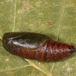 Isturgia arenacearia - Listnatka ranostajová 21-29-00.jpg