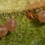 Lygephila pastinum - Morica kozinková 20-53-00.jpg