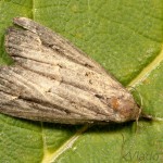 Hypenodinae