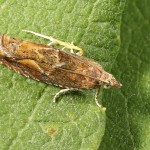 Epinotia tenerana - Obaľovač orieškový 21-47-33.jpg