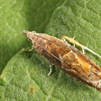 Epinotia tenerana - Obaľovač orieškový 21-48-29.jpg