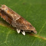 Epinotia tenerana - Obaľovač orieškový 23-52-40