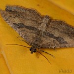 Nycterosea obstipata - Piadivka sťahovavá 23-46-34.jpg