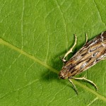  Pempeliella ornatella cf. - Vijačka ozdobná 22-53-48.jpg