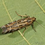  Pempeliella ornatella cf. - Vijačka ozdobná 22-53-49.jpg