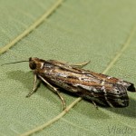  Pempeliella ornatella cf. - Vijačka ozdobná 22-55-35.jpg