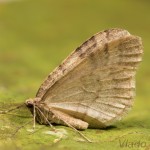  Operophtera fagata - Jesenica buková 20-40-45.jpg