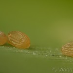 Agriphila geniculea - Trávovec suchomilný 20-07-23v