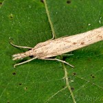 Agriphila geniculea - Trávovec suchomilný 20-27-32