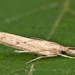 Agriphila geniculea - Trávovec suchomilný 20-29-23