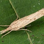 Agriphila geniculea - Trávovec suchomilný 20-30-59