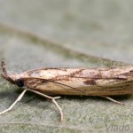 Agriphila geniculea - Trávovec suchomilný cf. 22-38-47