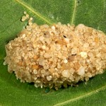 Athetis gluteosa - Sivkavec šedohnedý 21-31-34