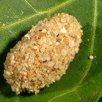 Athetis gluteosa - Sivkavec šedohnedý 21-32-44