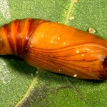 Athetis gluteosa - Sivkavec šedohnedý 21-35-10
