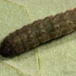 Athetis gluteosa - Sivkavec šedohnedý /zo spodu/ 22-24-45