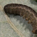 Athetis gluteosa - Sivkavec šedohnedý 22-26-23