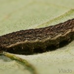 Athetis gluteosa - Sivkavec šedohnedý 22-27-22