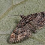 Gymnoscelis rufifasciata - Kvetnatka malá 22-25-55