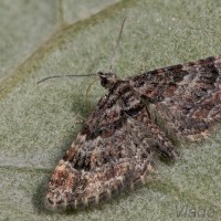 Gymnoscelis rufifasciata - Kvetnatka malá 22-25-55