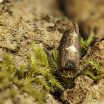 Incurvaria pectinea - Blyštek brezový 18-40-27