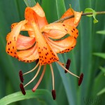 Lilium lancifolium - Ľalia tigrovaná 21-54-22