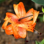 Lilium lancifolium - Ľalia tigrovaná 21-57-03