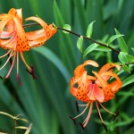 Lilium lancifolium - Ľalia tigrovaná 22-24-13