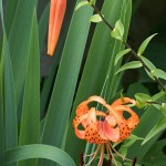 Lilium lancifolium - Ľalia tigrovaná IMG_6296