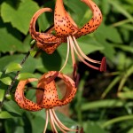 Lilium lancifolium - Ľalia tigrovaná IMG_6304