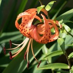 Lilium lancifolium - Ľalia tigrovaná IMG_6305